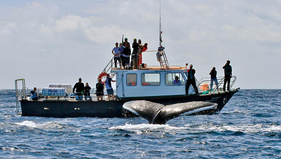 Exploring the Rich Marine Life of County Kerry: A Guide to the Best Tour Provider