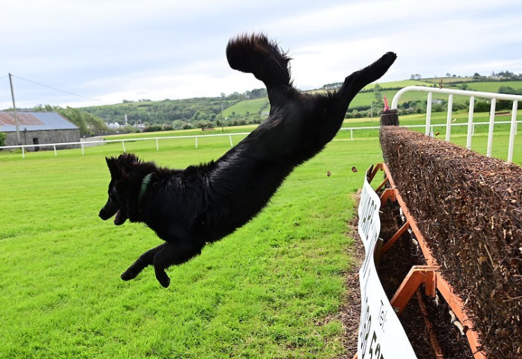 The Listowel Races: A Rich Tradition of Horse Racing and Irish Culture